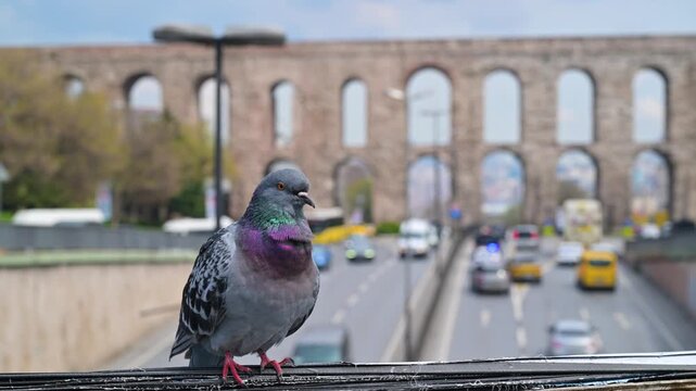 Pigeon perching near the ancient Aqueduct of Valens in Istanbul