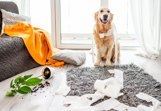 Golden Retriever Is Causing Trouble