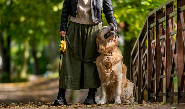 Golden Retriever And Owner Enjoying Autumn Park