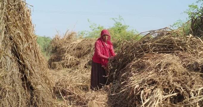 Indian mature adult lady woman lady wear saree cover head standing do harvest field work rural area. Asian villager female worker collect dry grass stack picking jowar crop bunch day time ground place