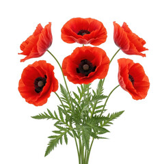 Obraz premium A vibrant bouquet of six bright red poppy flowers with delicate petals and green feathery leaves isolated on transparent background