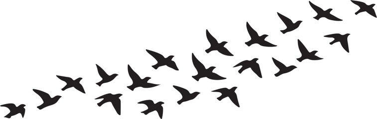 silhouette of flock of birds flying © Hasher
