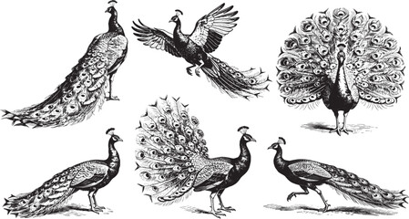 Hand drawn Peacock illustration line set poses, detailed sketch vintage ink style © JOMWASCHARA KOMVORN