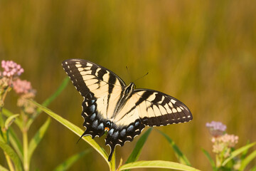 03023-025.05 Eastern Tiger Swallowtail (Papilio glaucus) on Swamp Milkweed (Asclepias incarnata) Marion Co.  IL © Daybreak Imagery