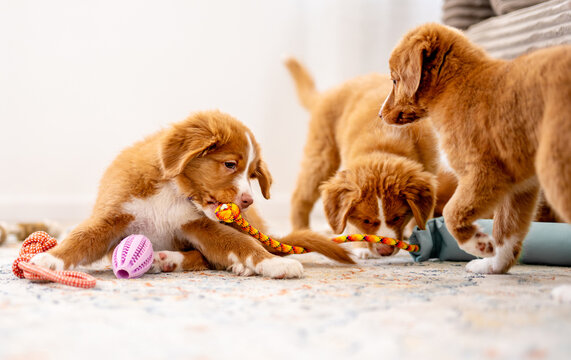 Toller Retriever Puppies Are Playing