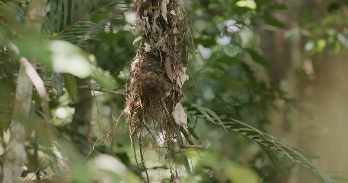 Long-tailed broadbill couple build nest in deep forest animal wildlife