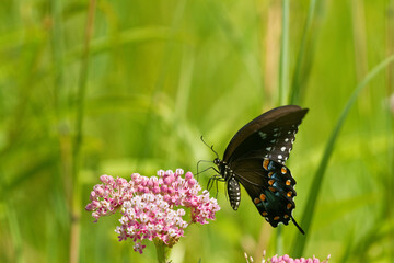 03029-01320 Spicebush Swallowtail butterfly (Papilio troilus) on Swamp Milkweed (Asclepias incarnata) Marion Co., IL © Daybreak Imagery