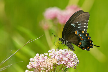 03029-01314 Spicebush Swallowtail butterfly (Papilio troilus) on Swamp Milkweed (Asclepias incarnata) Marion Co., IL © Daybreak Imagery
