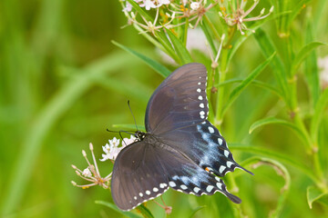 03029-01406 Spicebush Swallowtail butterfly (Papilio troilus) on Swamp Milkweed (Asclepias incarnata) Marion Co., IL © Daybreak Imagery