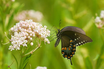 03029-01408 Spicebush Swallowtail butterfly (Papilio troilus) on Swamp Milkweed (Asclepias incarnata) Marion Co., IL © Daybreak Imagery