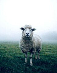 Fototapeta premium close up portret single sheep in vast foggy field,