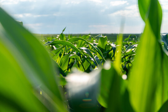Corn leaves stretch upward in a corn field with sunlight shining down in the daytime. The plants are healthy and green