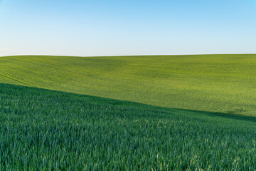 Fototapeta premium A vast area of wheat fills the field with uniform growth under the bright sky. Rows show the agricultural activity in the area