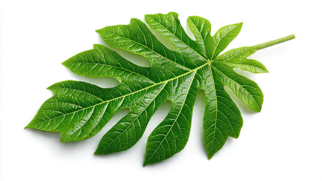 fresh mint leaves