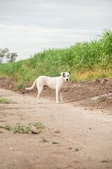Fototapeta premium Perro caminando en camino rural con vegetación, reflejando vida cotidiana y abandono animal en entorno natural
