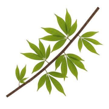 A single slender branch featuring multiple vibrant green palmately compound maple tree leaves isolated on transparent background