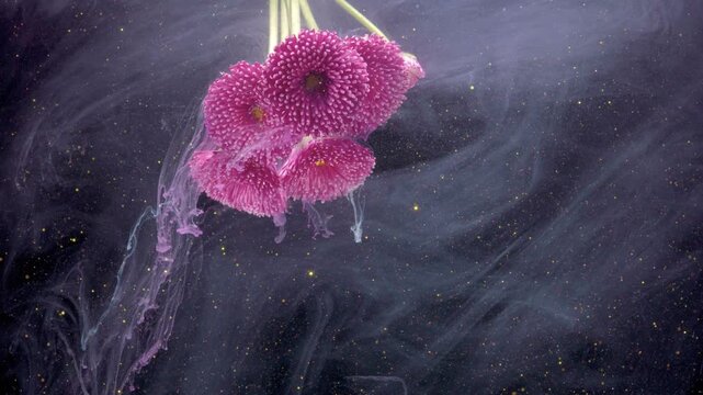 Pink chrysanthemum floating in dark water, cosmic ink swirl and golden flecks, studio macro with celestial mood for luxury or editorial use