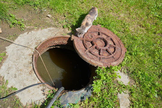 sewer pit and cat, cat looking into open septic tank, pumping out septic tank
