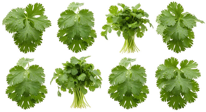 A collection of eight fresh bunches of cilantro, also known as coriander, isolated on transparent bakcground, PNG