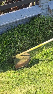 Close up of a petrol grass trimmer brushcutter cutting green grass along a fence in a garden during spring maintenance work on a sunny day.  Video 4k