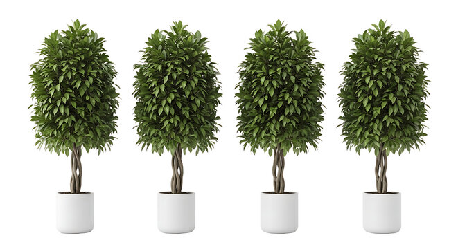 Four identical potted ficus trees with braided trunks arranged in a row against a white background.