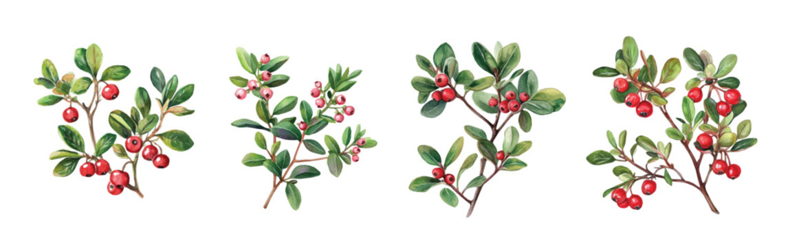 Bearberry plant set, Minimal yet artistic elements for creative designs. hand-drawn paint, Simple Illustration, A beautiful painting of a bearberry plant, EPS format, isolated on a white background