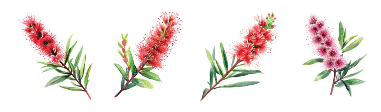 Bottlebrush flower, Minimal yet artistic elements for creative designs. hand-drawn paint, Simple Illustration, A beautiful painting of a bottlebrush flower, EPS format, isolated on a white background