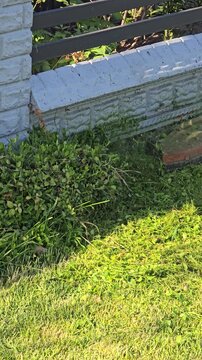 Close up of a petrol grass trimmer brushcutter cutting green grass along a fence in a garden during spring maintenance work on a sunny day.  Video 4k