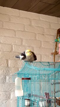 Pet cockatiel parrot sitting on cage being gently sprayed with water mister bottle