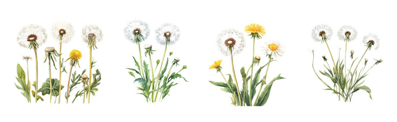Obraz premium Dandelion plant set, Minimal yet artistic elements for creative designs. hand-drawn paint, Simple Illustration, A beautiful painting of a Dandelion plant, EPS format, isolated on a white background