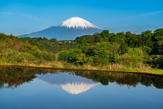 小山町の水田に映る富士山