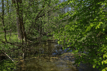 Fototapeta premium Sumpfige Wasserlachen mit grünen Wasserlinsen und Algen im naturbelassenen Auwald bei Frühlingssonne, Leipzig, Landkreis Leipzig, Sachsen, Deutschland