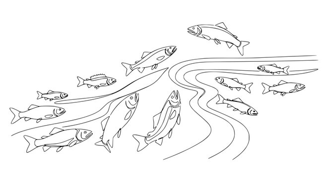 Salmon Migration Line Art: Fish Swimming Upstream in a River, Nature Illustration