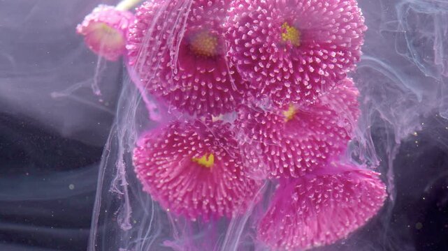 Cluster blooms drifting in ink tight macro composition with dense pompom petals and yellow centers, milky purple diffusion, highdetail stamen