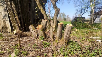 Fototapeta premium Freshly cut tree stumps standing in a spring yard depicting Rural land clearing. For countryside property maintenance guides, arboriculture blogs, and logging industry visuals.