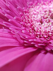 Fototapeta premium A pink gerbera photographed in close-up