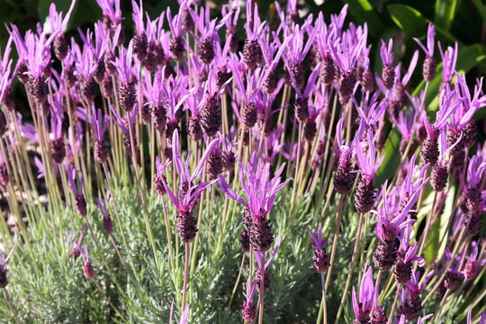 Lavandula pedunculata - lavande papillon with butterfly-like flowers growing in garden during sunny day in spring season