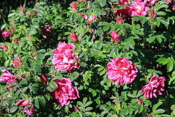 Fototapeta premium Rosa rugosa bush. Roses bloom in a garden during the bright afternoon hours of spring