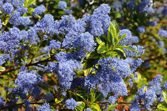 Ceanothus impressus Lemon and Lime. Bright blue flowers bloom and variegated leaves in a garden during spring season