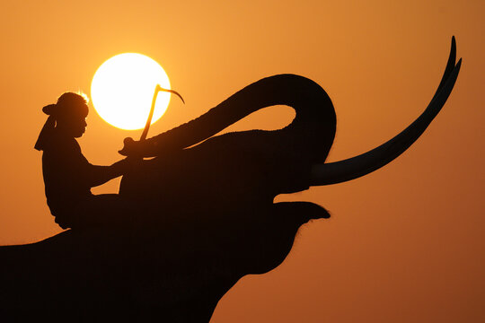 Side view silhouette of a mahout riding an elephant at sunset in front of a setting sun, Thailand
