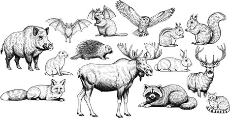 Large Set of Hand Drawn Forest Animals and Wildlife in Vintage Engraving Style Featuring Moose Fox Wild Boar and Raccoon © Art by Chandon