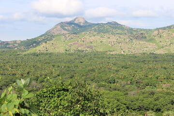 Obraz premium Magnificent view of forest diversity in Telangana of India. Photo: October 7, 2013