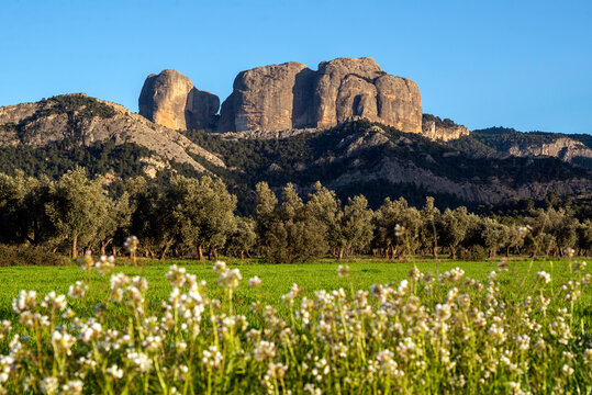 Flowers growing in front of Roques de Benet rock formations, Horta de Sant Joan, Els Ports Natural Park, Tarragona province, Catalonia, Spain