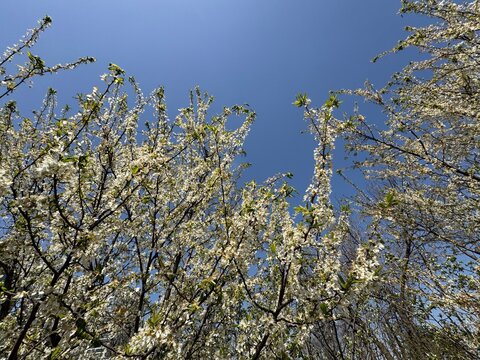 Low-angle view of Prunus Americana slender branches covered in dense white blossoms stretching towards a clear, deep blue sky. The image captures the profuse flowering in early spring.