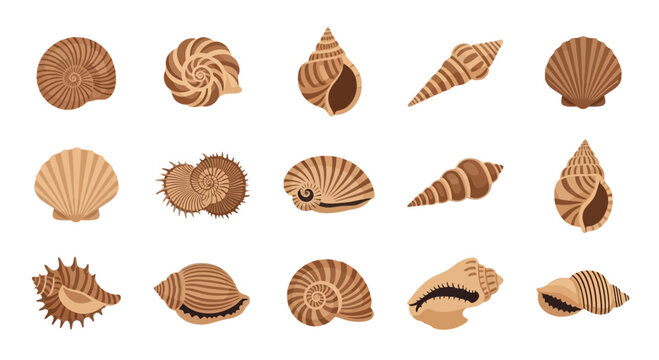 Collection of Diverse Seashells on White Background, Ocean Beach Treasures