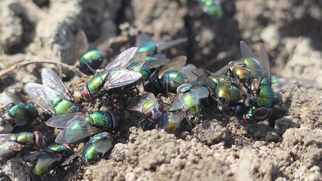 


Close-up of a Swarm of Greenbottle Flies Hydrating from Soil Near a Dead Mouse #001
