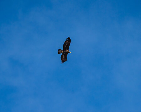 Steinadler in flight against a clear blue sky