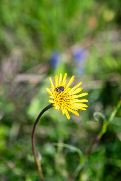 Primo piano di una cimice nera appoggiata su un fiore barba di becco giallo in un campo primaverile 