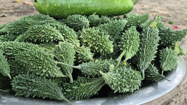 Freshly Harvested Organic Bitter Gourd Kept in a Stainless Steel Dish