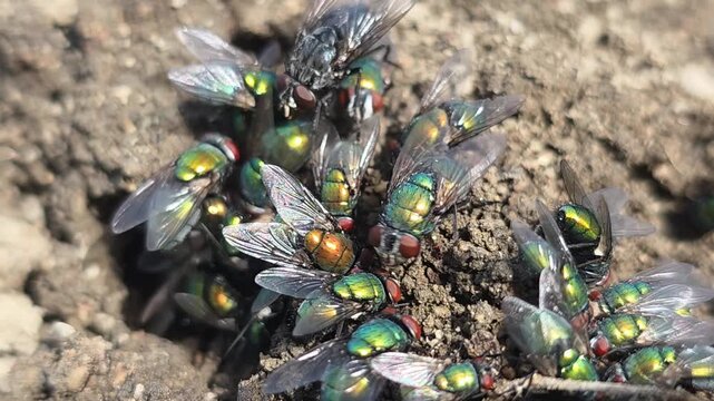 
Close-up of a Swarm of Greenbottle Flies Hydrating from Soil Near a Dead Mouse #003
